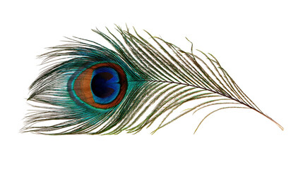 Iridescent peacock feather with vibrant blue and gold eye pattern © Alaric