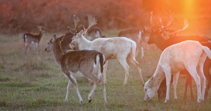 Fallow deer herd grazing and walking in a grassy meadow during golden hour, with warm sunlight illuminating their different coat colors and impressive antlers