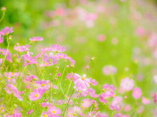Fototapeta premium ピンクの花。歩道沿いのカラフルな花畑。秋の公園や花壇を彩るコスモスのある風景。自然風景素材。