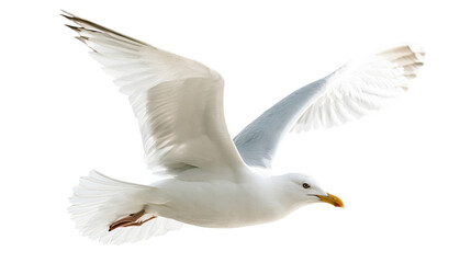 Obraz premium Flying white seagull with spread wings and yellow beak