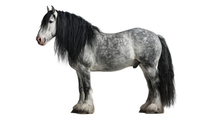 Dapple grey Shire horse stallion with long black mane and feathered hooves © Motruc