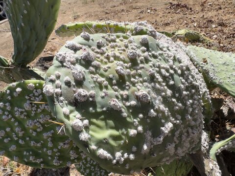 Close up view of four green Prickly Pear Cactus pads covered in white cottony Cochineal Scale Insects in San Marcos, California.