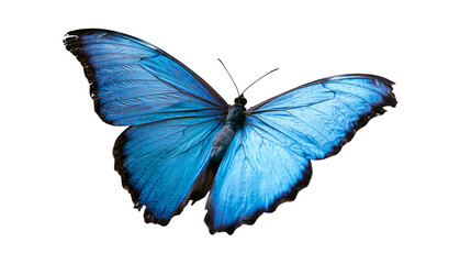 Vibrant blue Morpho butterfly with black wing edges and detailed wing patterns © Motruc