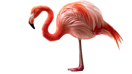 Vibrant pink flamingo standing with curved neck and detailed plumage © Motruc