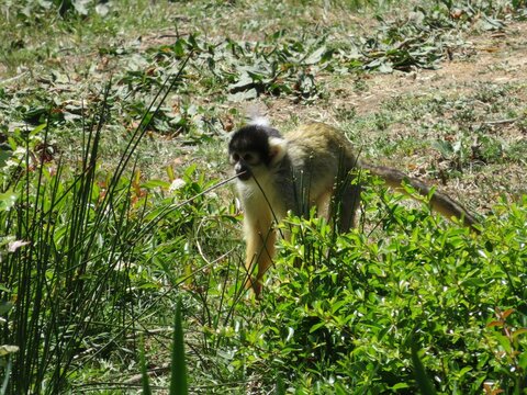 Singe