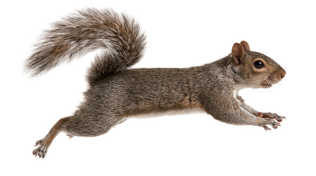 Eastern gray squirrel jumping with fluffy tail and brown fur