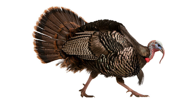 Adult male wild turkey with iridescent brown feathers and red caruncles