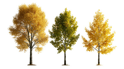 Three deciduous trees with yellow and green autumn foliage © dominica