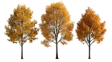Three deciduous birch trees with vibrant orange and yellow autumn foliage © dominica