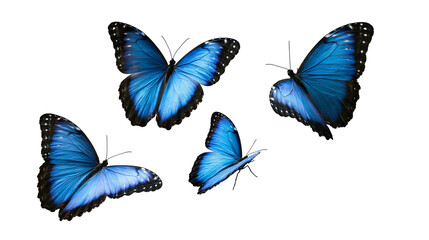 Four vibrant blue Morpho butterflies with black wing edges in flight © dominica