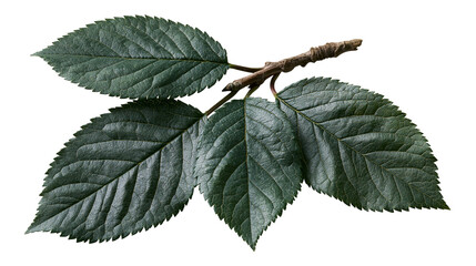 Fresh green cherry tree leaves on a small woody twig branch © dominica
