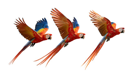 Three scarlet macaws with vibrant red yellow and blue feathers flying in motion © dominica