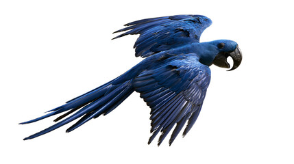 Vibrant blue Hyacinth Macaw parrot in flight with wings spread wide © dominica