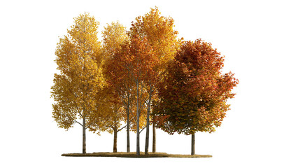 Group of deciduous trees with vibrant orange and yellow autumn foliage © dominica