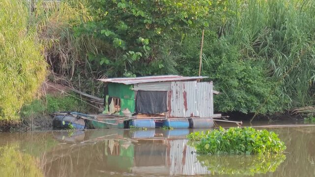 Water hyacinth in rural canals.