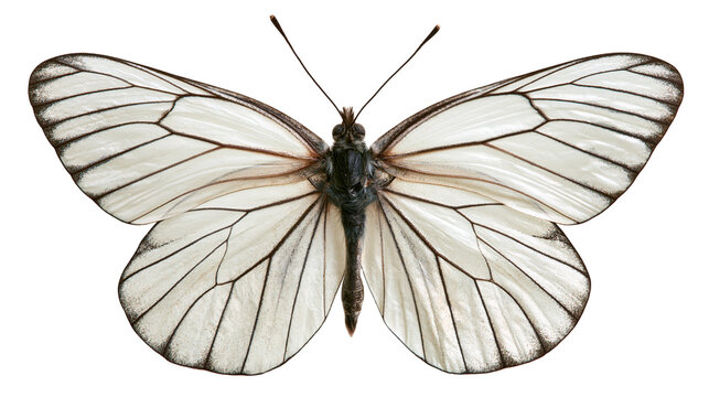 Black-veined white butterfly with translucent wings and dark body