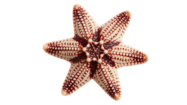 Five-pointed starfish with textured cream and dark red patterned surface