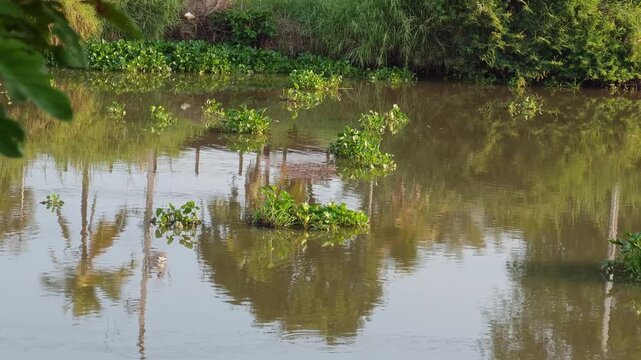 Water hyacinth in rural canals.