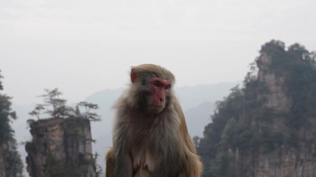 Rhesus macaque sits before sandstone peaks in Zhangjiajie, China.