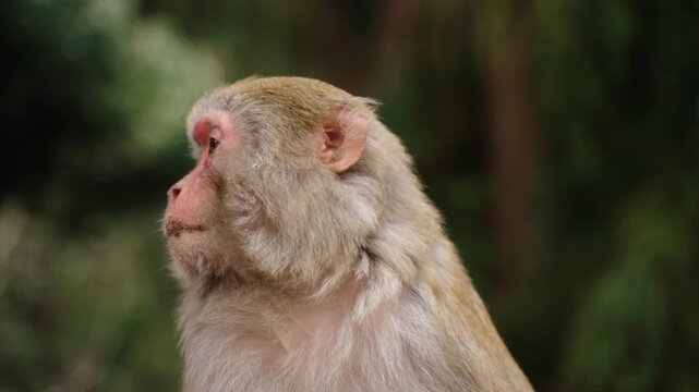 Rhesus macaque in profile against forest at Zhangjiajie, China.