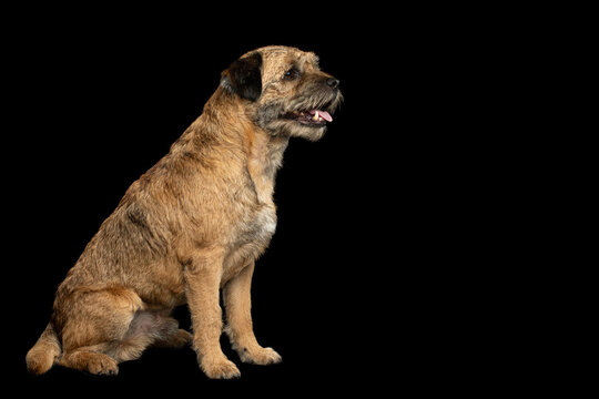 Border terrier dog sitting in profile, looking to the right with slightly open mouth, isolated on black background, wiry tan fur, attentive calm pose, full length studio portrait