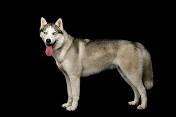 Siberian husky dog standing full length in side view, pink tongue out, isolated on black background, thick fluffy gray and white coat, strong athletic body, healthy friendly pet, studio shot © seregraff