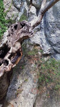 Vertical close up of a hollow tree trunk at Acheron Springs in Greece. Deep cavities and twisted wood stand against a rugged rock face with patches of green vegetation.