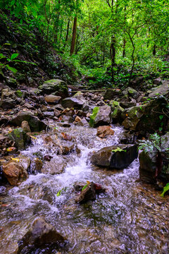 Forest stream in the rainforests