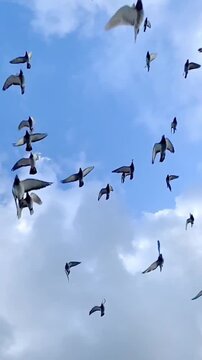 Flock of birds flying in blue sky