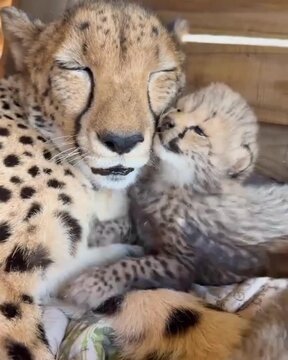 leopard and cubs