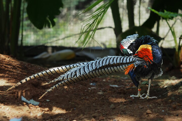 A striking bird with vivid orange and gold feathers, a glossy black body, and a long patterned tail stands gracefully on the forest floor in nature, 30 September 2026 Indonesia © Adi
