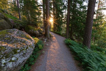 Obraz premium The Sunlit Forest Path Through Pine Trees with Mossy Rocks and Ferns
