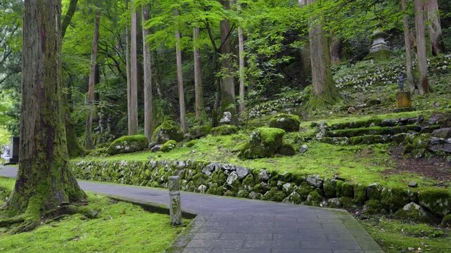 Beautiful deep lush Japanese forest with tons of greenery, slow motion walking shot