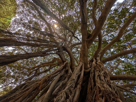 Palermo Fig Tree Canopy with Aerial Roots