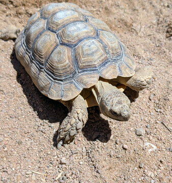 African Spurred Tortoise Desert Habitat Detail