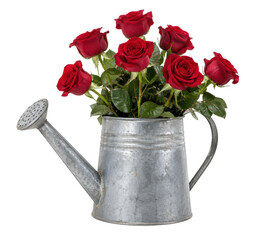Rustic galvanized metal watering can holds a beautiful bouquet of fresh red roses with green leaves, isolated on a clean white background © no one