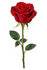 Obraz premium Vibrant red rose with delicate petals and glistening water droplets stands tall on a white background, showcasing freshness and beauty
