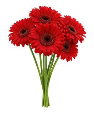 Five vibrant red gerbera daisy flowers with lush green stems are beautifully arranged against a clean white background