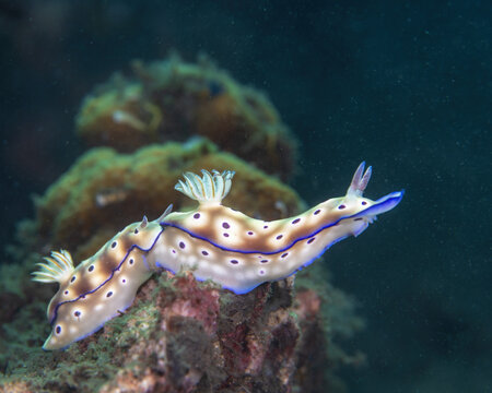 Tryon's nudibranchs, Hypselodoris tryoni, a species of brightly colored sea slug displaying characteristic trailing behavior or queuing, in Tufi fjords, Papua New Guinea