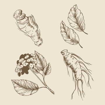 Ginger Root Botanical Vector Illustration Sketch
