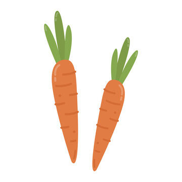 Carrot Vector Illustration Fresh Vegetable