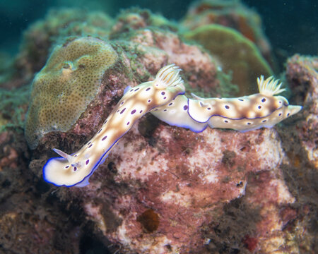 Tryon's nudibranchs, Hypselodoris tryoni, a species of brightly colored sea slug displaying characteristic trailing behavior or queuing, in Tufi fjords, Papua New Guinea