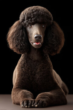 Elegant brown poodle dog with curly fur, ebony coat, natural pose, calm expression, studio black background