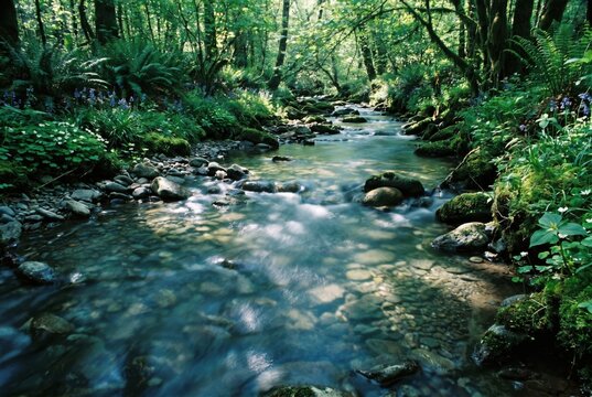 Clear Forest Stream Flowing Through Lush Green Woodland