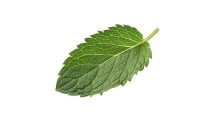 Single fresh green mint leaf macro detail aromatic herb isolated on transparent background © Hanna