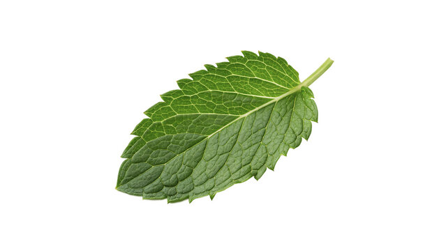 Single fresh green mint leaf macro detail aromatic herb isolated on transparent background