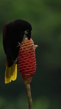 Oropendola Bird Feeding on a Beehive Ginger Flower in the Tropical Rainforest