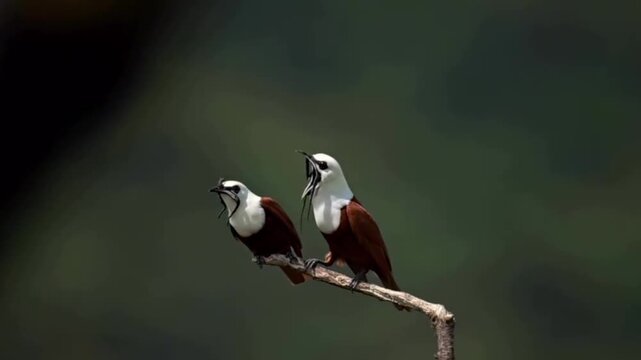 Two White Hooded Babbler Birds Perched on a Branch in the Wild Forest