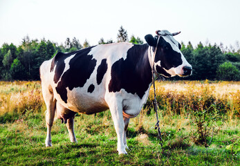 A cow is grazing in a meadow © licvin
