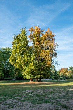historic Pyramideneiche - Pyramidal Oak - Columnar English Oak, one of the most famous and monumental heritage trees located in the central lawn of the Kurpark Wiesbaden